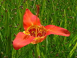 Flor de Tigridia pavonia