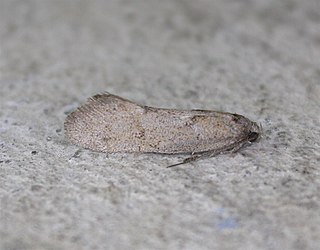 <i>Tingena marcida</i> Species of moth, endemic to New Zealand