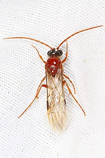 Brachycistidinae Subfamily of wasps