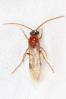 The male of a species of Brachycistidinae photographed in Nevada Tiphiid Wasp - Brachycistidinae subfamily, Great Basin National Park, Baker, Nevada.jpg