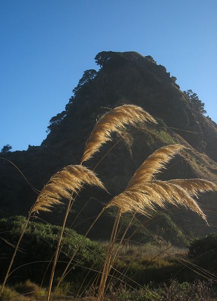 File:Toetoe plumes and Lion Rock.JPG