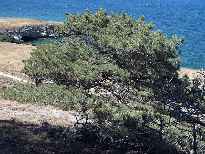 File:Torrey Pine at Santa Rosa Island.jpg