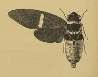 <i>Tosena melanoptera</i> Species of cicada