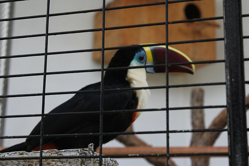 File:Toucan.jpg