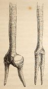Tracheae and bronchial tubes of male and female shoveler ducks