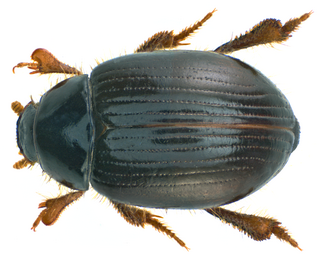 <i>Trachyscelis aphodioides</i> Species of beetle