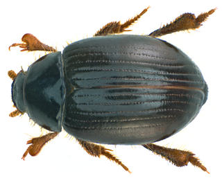 <i>Trachyscelis aphodioides</i> species of insect