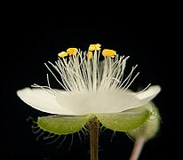 5.3.08 Tradescantia fluminensis