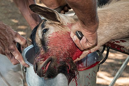 Christmas goat sacrifice in Isla de Margarita, Venezuela