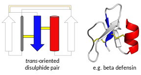 Trans-defensin superfamily: In yellow, the two most conserved disulphides link a beta strand to two different secondary structure elements (motif = CC). On the right, an example structure (PDB: 1IJV​).