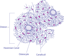 Orthopaedic Surgery/Histology of Bone - Wikibooks, open ...