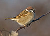 Tree Sparrow