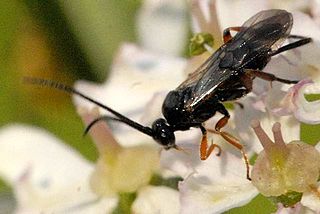 <i>Triaspis</i> (wasp) Genus of wasps