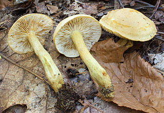 <i>Tricholoma odorum</i> Species of fungus