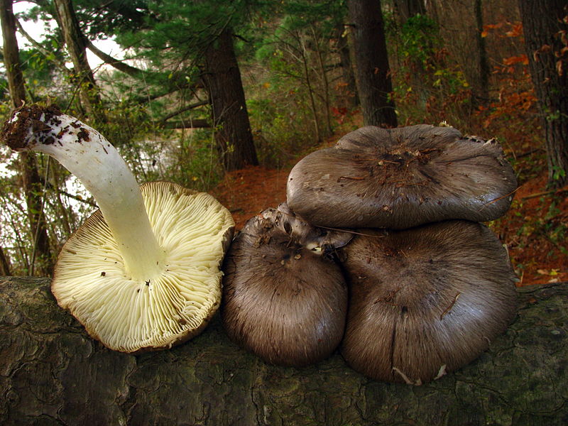 File:Tricholoma portentosum 181316.jpg