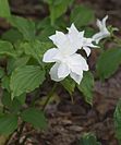 Trillium grandiflorum 'Pamela Copeland'