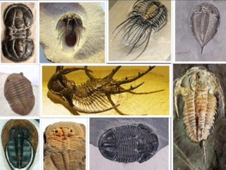 <span class="mw-page-title-main">Trilobite</span> Class of extinct, Paleozoic arthropods