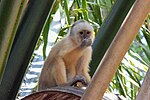 Thumbnail for Trinidad white-fronted capuchin