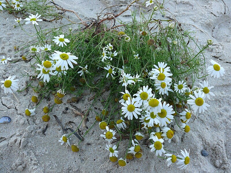 File:Tripleurospermum-maritimum-1000434.JPG