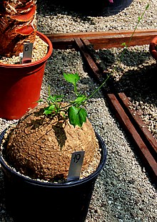 Exposição de Suculentas Trochomeria macrocarpa no Jardim Botânico da Charles University 2016.jpg