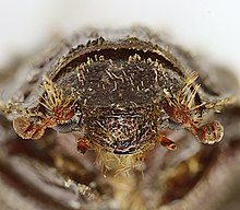 Closeup of head of Trox sabulosus Trox sabulosus head.jpg