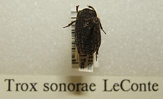 <i>Trox sonorae</i> Species of beetle