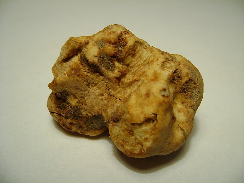 File:Tuber magnatum.jpg