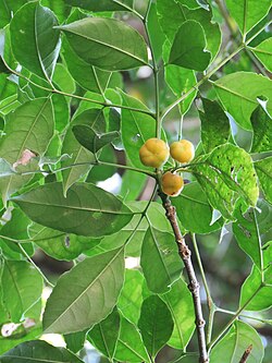 Turpinia occidentalis.jpg