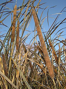 Typha austro-orientalis 2.jpg