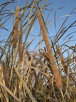 <i>Typha austro-orientalis</i> Species of aquatic plant