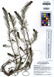 UC1755383 Myriophyllum sibiricum (5547563873).jpg