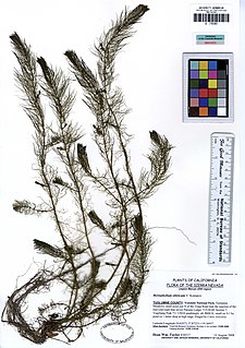 <i>Myriophyllum sibiricum</i> Species of flowering plant in the family Haloragaceae