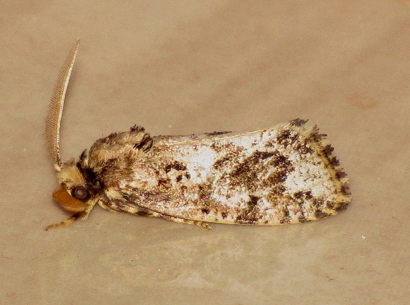 File:Unidentified Moth 3004.jpg