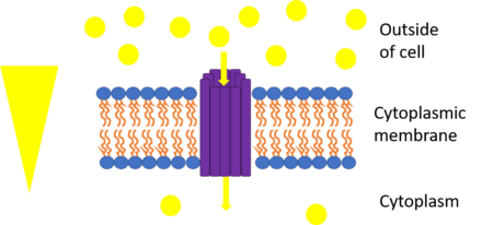 The picture represents uniport. The yellow triangle shows the concentration gradient for the yellow circles and the purple rods are the transport protein bundle. Since they move down their concentration gradient through a transport protein, they can release energy as a result of chemiosmosis. One example is GLUT1 which moves glucose down its concentration gradient into the cell.