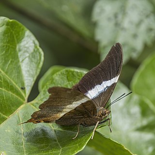 <i>Palla ussheri</i> Species of butterfly