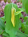 Uvularia perfoliata 1 (5097995080).jpg