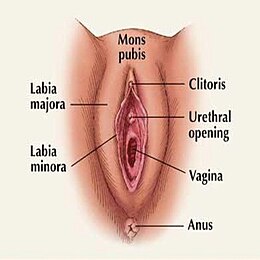 10 мифов о вагине, которые мешают вам жить