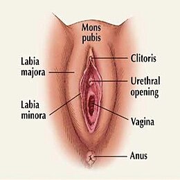 Строение женских половых органов
