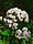 Valeriana officinalis jfg1.jpg