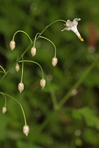 <i>Vancouveria hexandra</i> Species of flowering plant