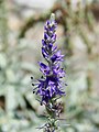 Veronica spicata subsp. incana (L.) Walters