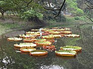 Victoria amazonica