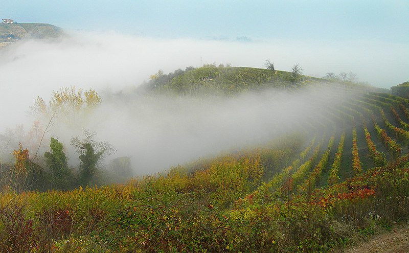 File:Vigne in autunno (vineyards in Autumn) - panoramio.jpg