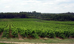 Vignoble d'Armagnac.