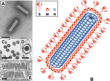 Ақ сүйек вирусының вирион морфологиясы және морфогенезі (ген. Bafinivirus) .png