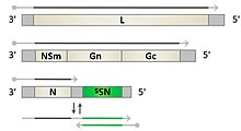 Wirusy-08-00174-g001-B.jpg