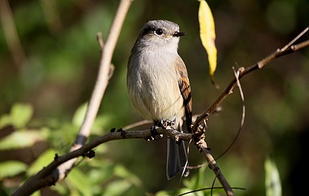 Colorhamphus_parvirostris