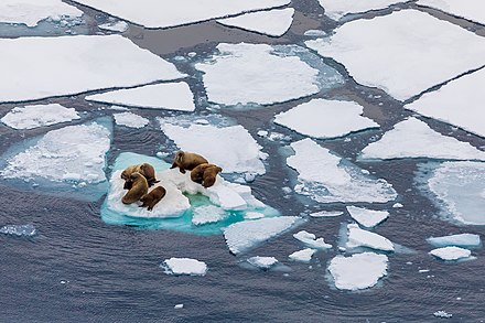Walruses on Arctic ice floe