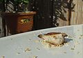 Wasps eating grilled chicken 6.JPG
