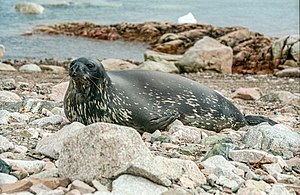 Weddell Seal (js)1.jpg